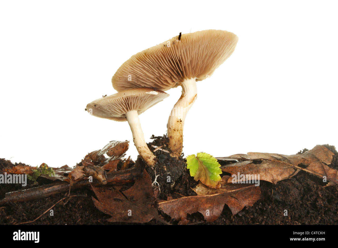 Zwei Fliegenpilz-Pilze wachsen unter Laubstreu Stockfoto