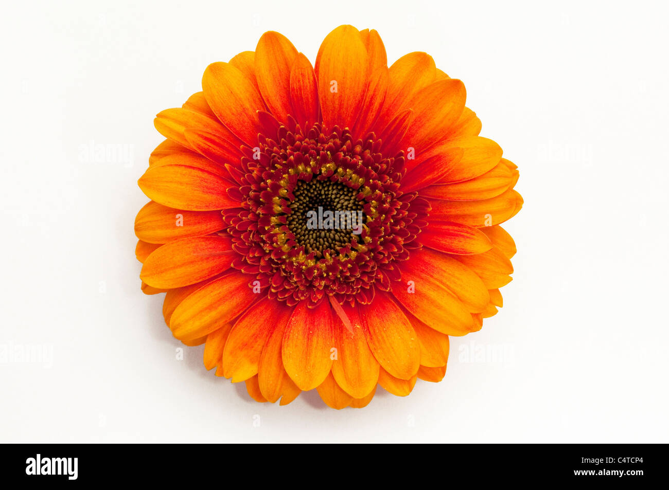 Barberton Daisy, Gerbera, Transvaal Daisy (Gerbera-Hybride), orange Blume. Studio Bild vor einem weißen Hintergrund. Stockfoto