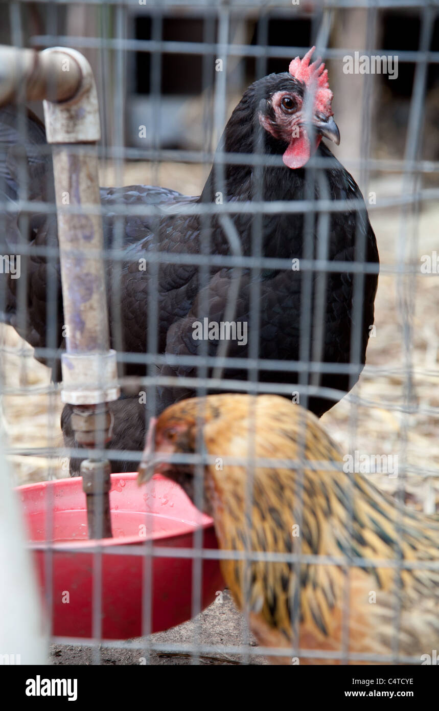 Hühner am Boggy Creek Farm in Austin, Texas Stockfoto