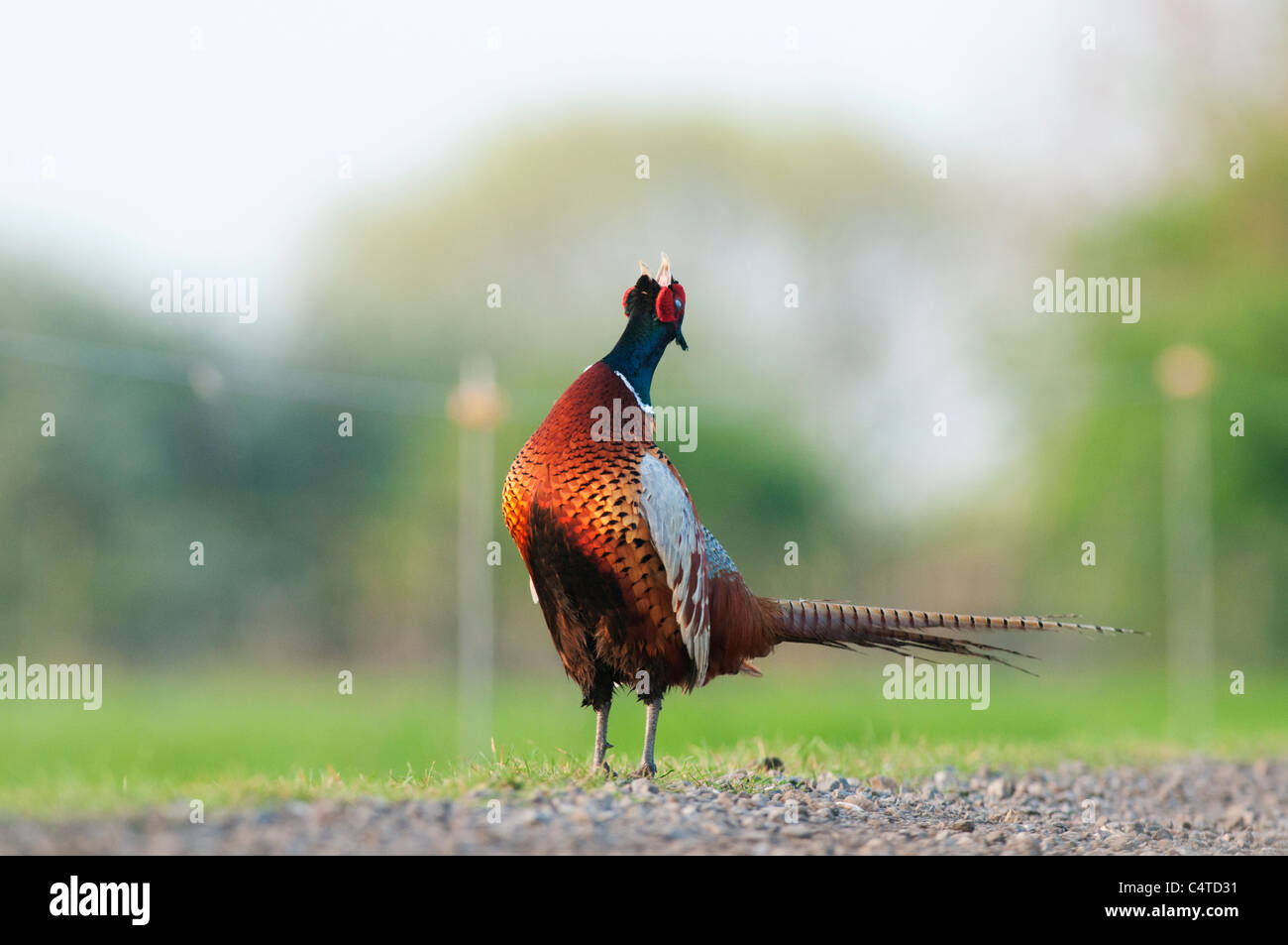 Männliche allgemeine Fasane Krähen auf dem richtigen Weg, Elmley Marshes, Isle of Sheppey in Kent, England, April Stockfoto