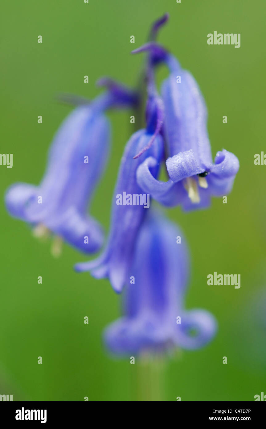 Bluebell (Endymion nicht-Scriptus) Nahaufnahme Blume, Kent, England, kann Stockfoto