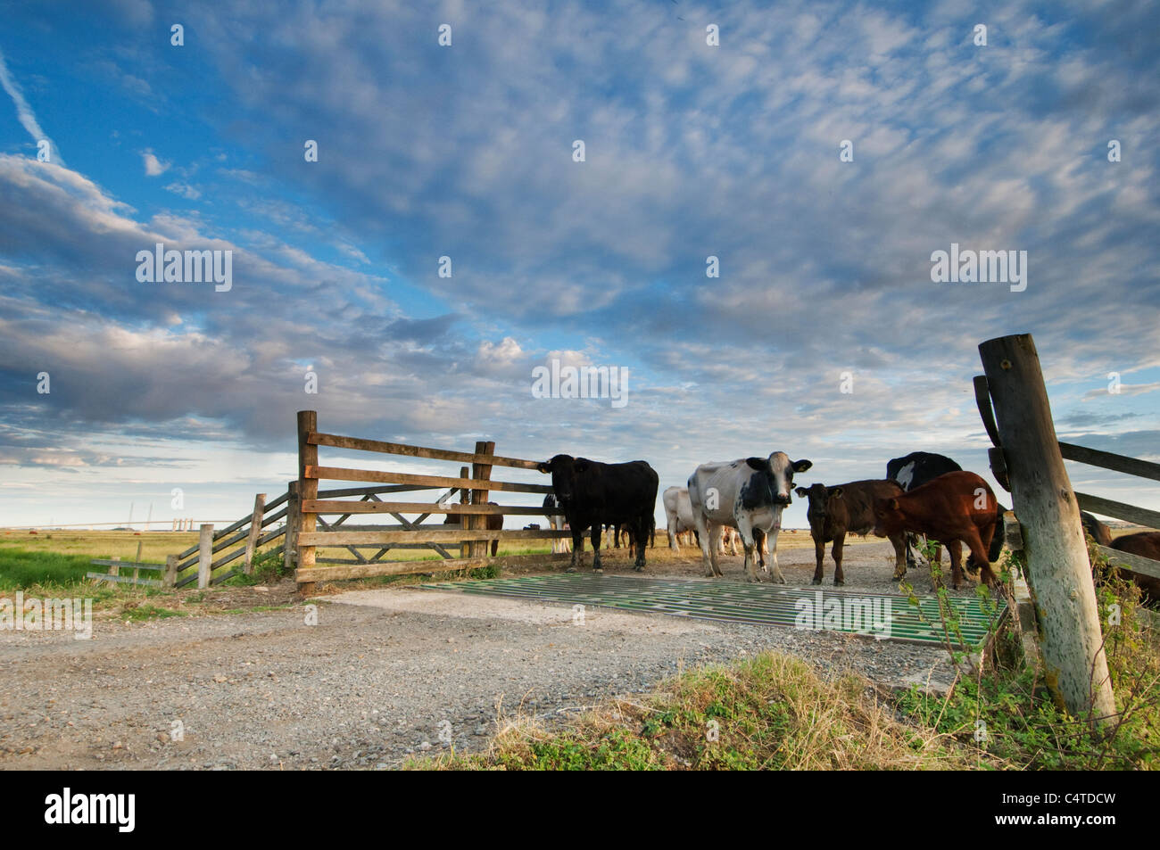 Rinder stehen neben Vieh Raster bei Sonnenaufgang, Elmley Marshes, Isle of Sheppey in Kent, England, Juli Stockfoto