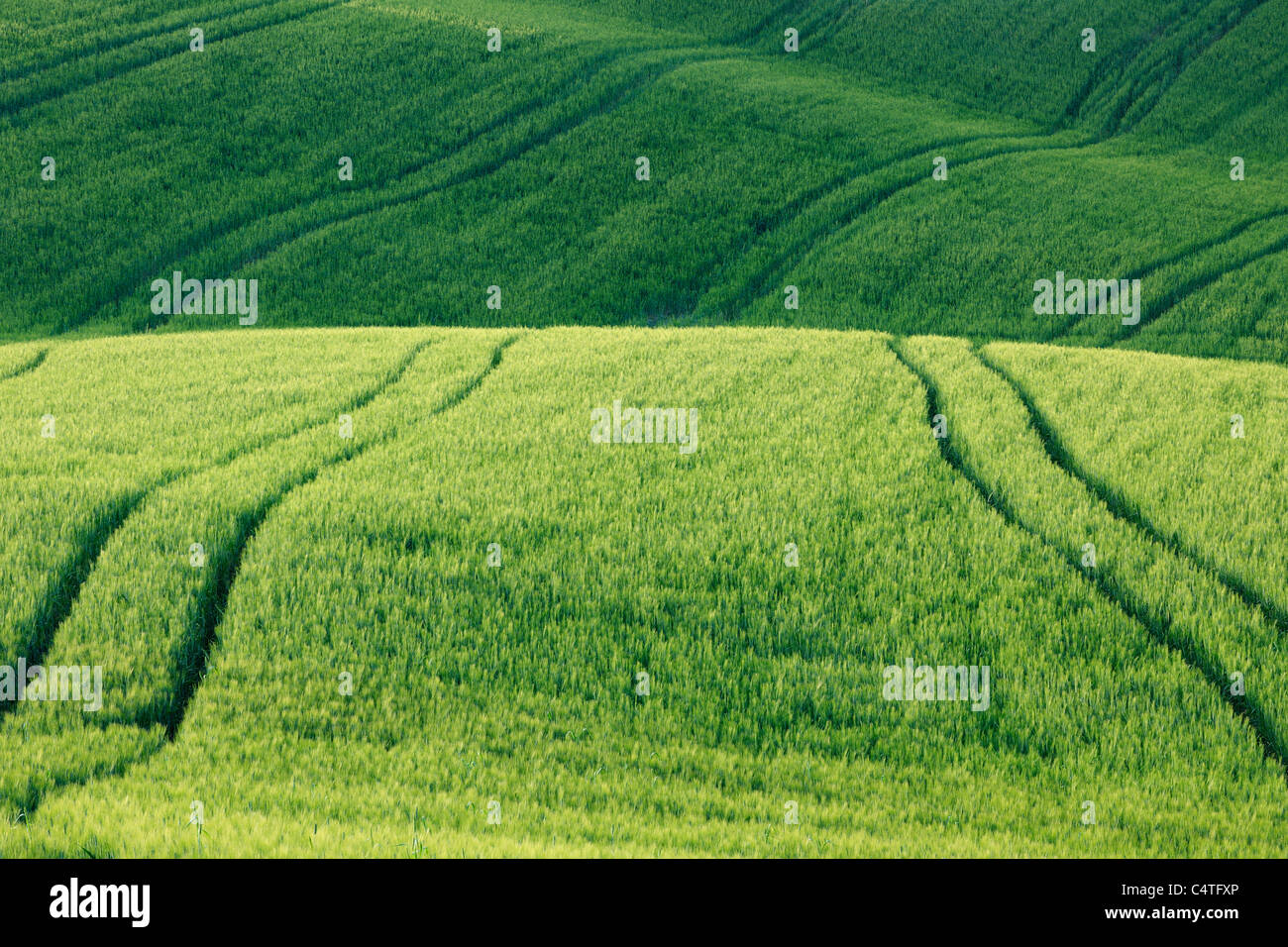 Weizenfeld mit Reifenspuren, Pienza, Val d ' Orcia, Provinz Siena, Toskana, Italien Stockfoto