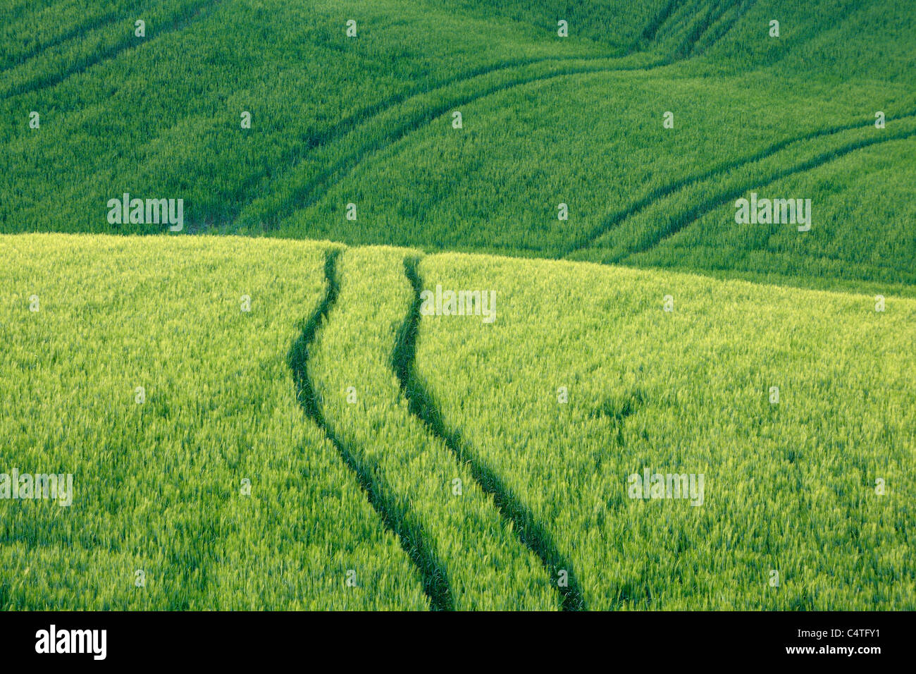 Nahaufnahme von Weizenfeld mit Reifenspuren, Pienza, Val d ' Orcia, Provinz Siena, Toskana, Italien Stockfoto