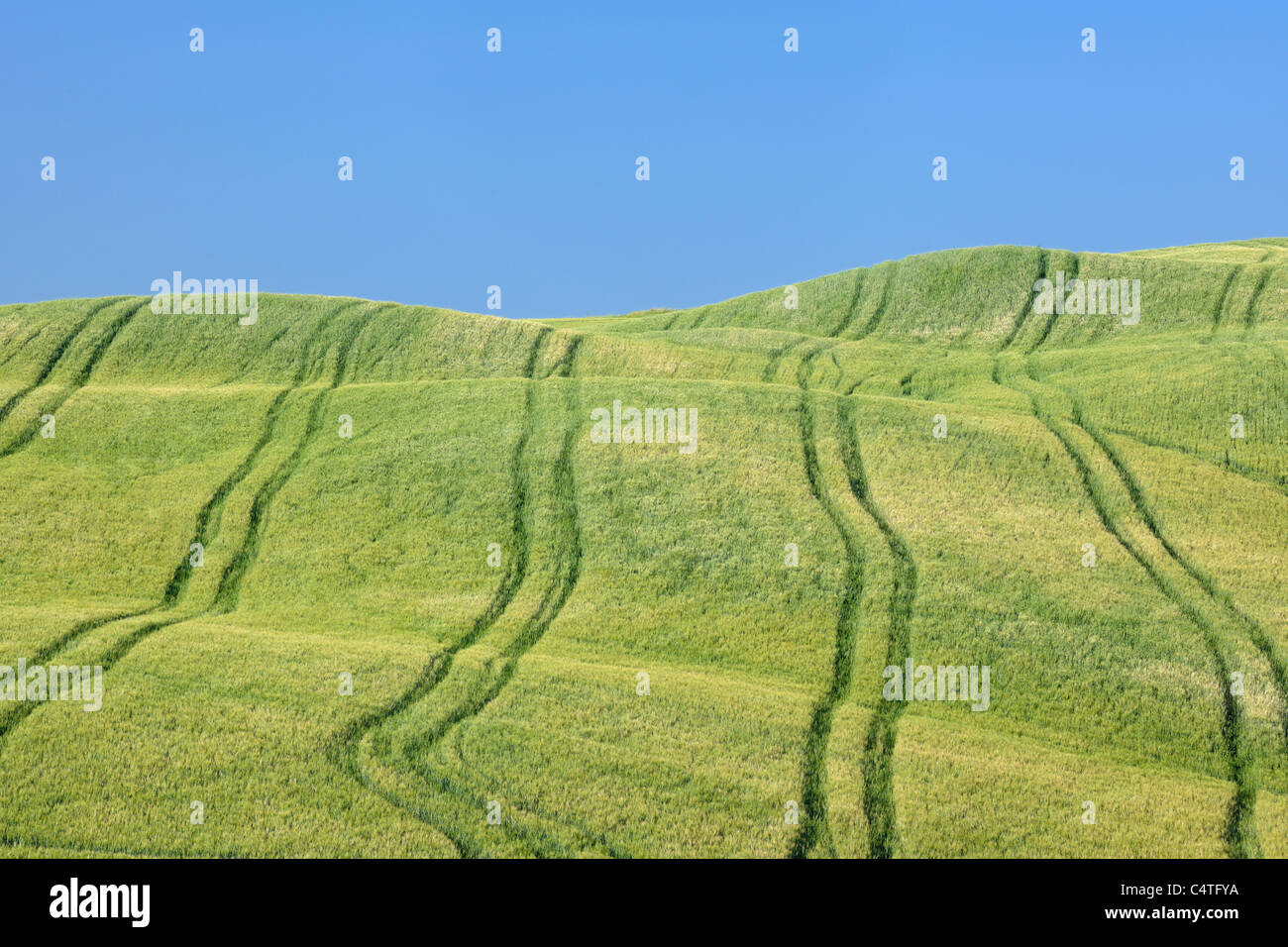 Reifenspuren im Weizenfeld, Val d ' Orcia, Provinz Siena, Toskana, Italien Stockfoto