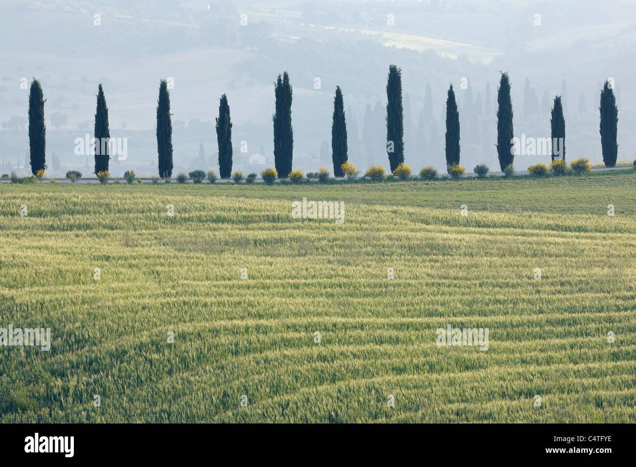 Reihe von Zypressen von Weizenfeld, Val d ' Orcia, Provinz Siena, Toskana, Italien Stockfoto