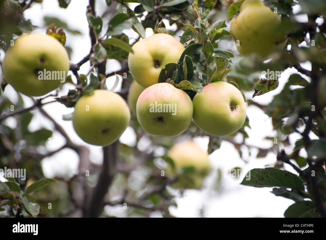 Äpfel am Baum wachsen Stockfotografie - Alamy