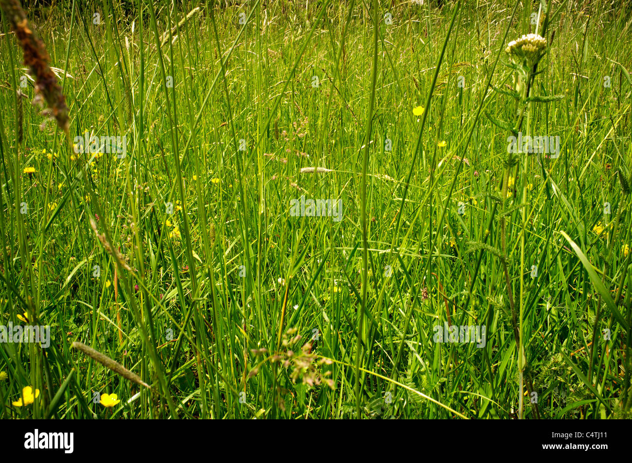 Grünen Wiese Stockfoto