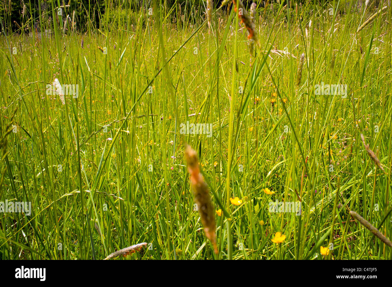 Grünen Wiese Stockfoto