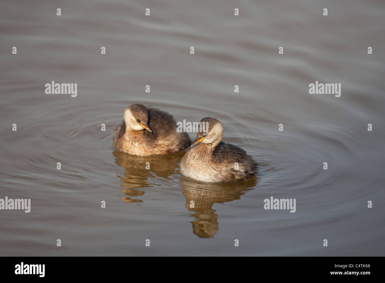 Wenig Grebe - Tachybaptus Ruficollis-, Delta del Llobregat, Barcelona, Spanien Stockfoto