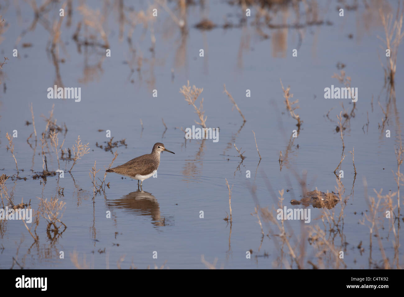 Grüne Sandpiper - Tringa Ochropus-, Delta del Llobregat, Barcelona, Spanien Stockfoto