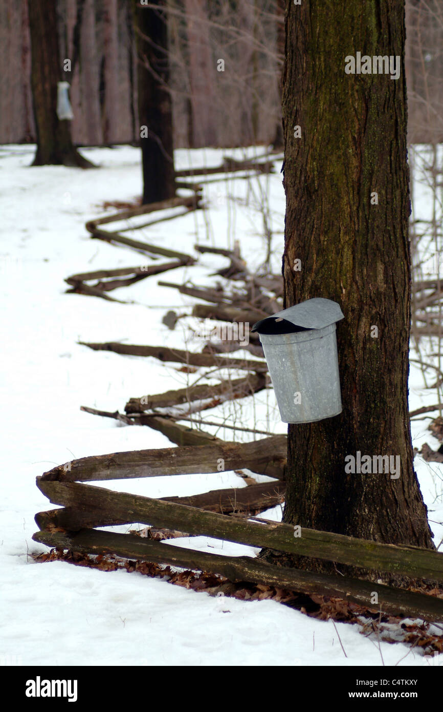 Fotografieren in Nord-Michigan, USA. Dies ist ' Sap' Ahornsirup zu machen. Stockfoto