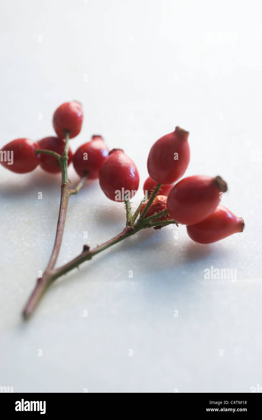 Hagebutten Stockfoto