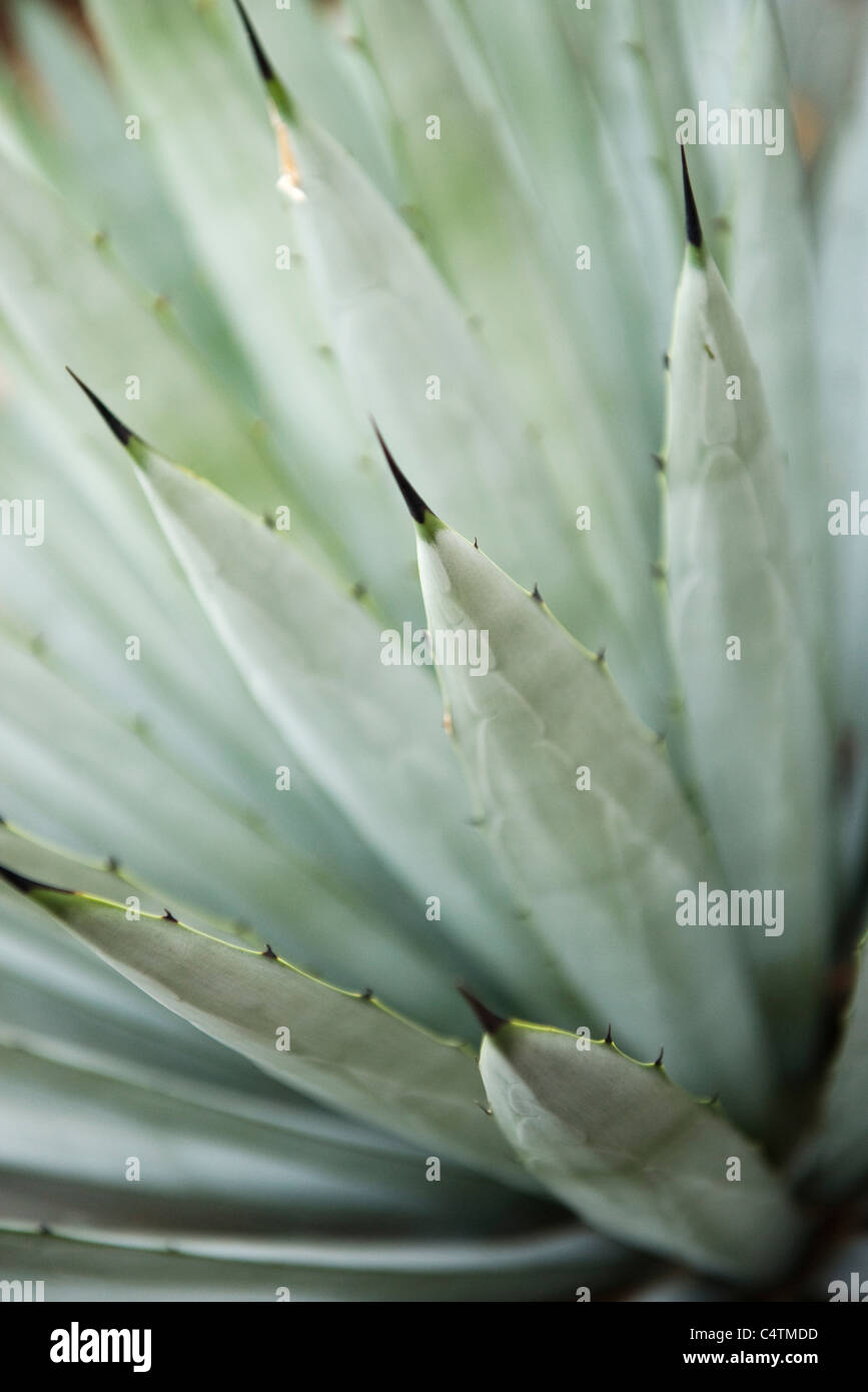 Agave-Pflanze, close-up Stockfoto
