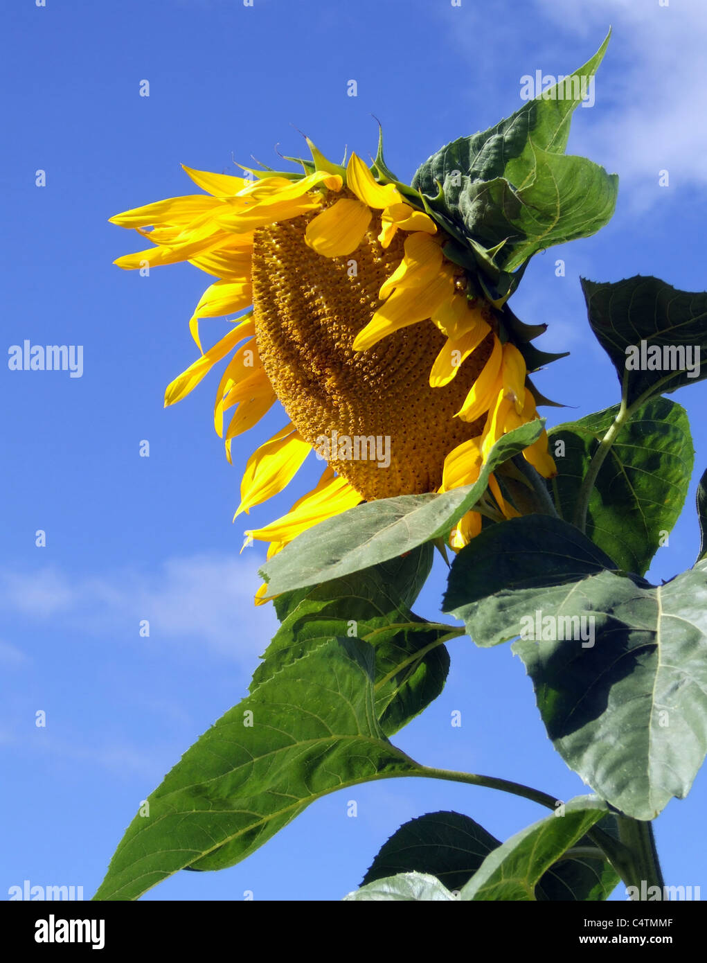 Eine helle schöne Sonnenblume in Michigan, USA angebaut. Stockfoto