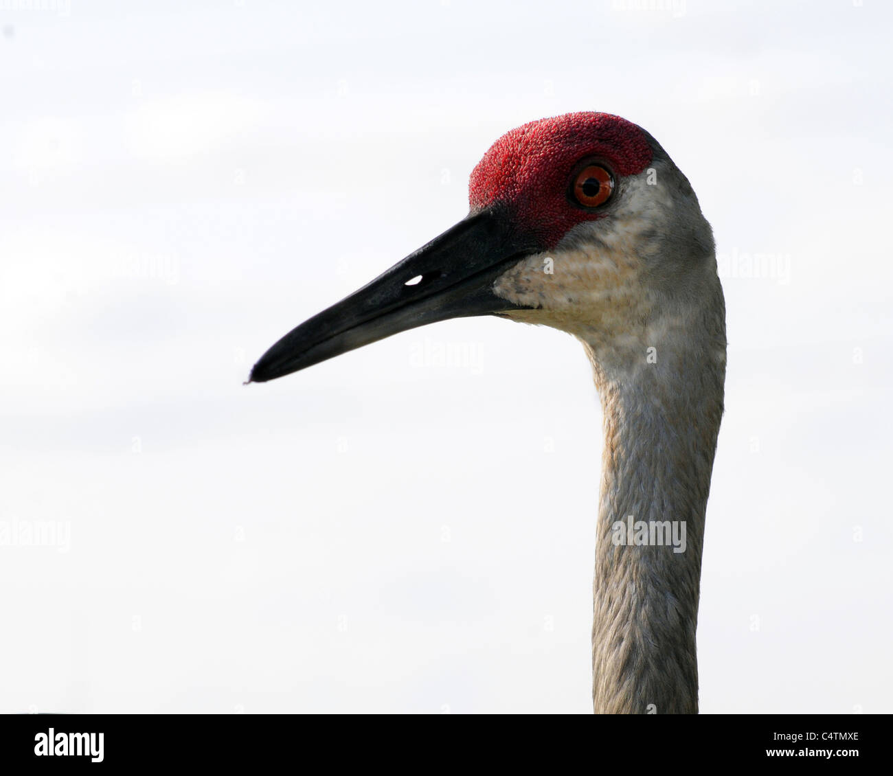 Die Sandhill Kran (Grus Canadensis) hat eine rote Stirn, weißen Wangen und einem langen dunklen Spitzen Schnabel. Stockfoto Die Sandhill Kran (Grus Canadensis) hat eine rote Stirn, weißen Wangen und einem langen dunklen Spitzen Schnabel. Stockfoto