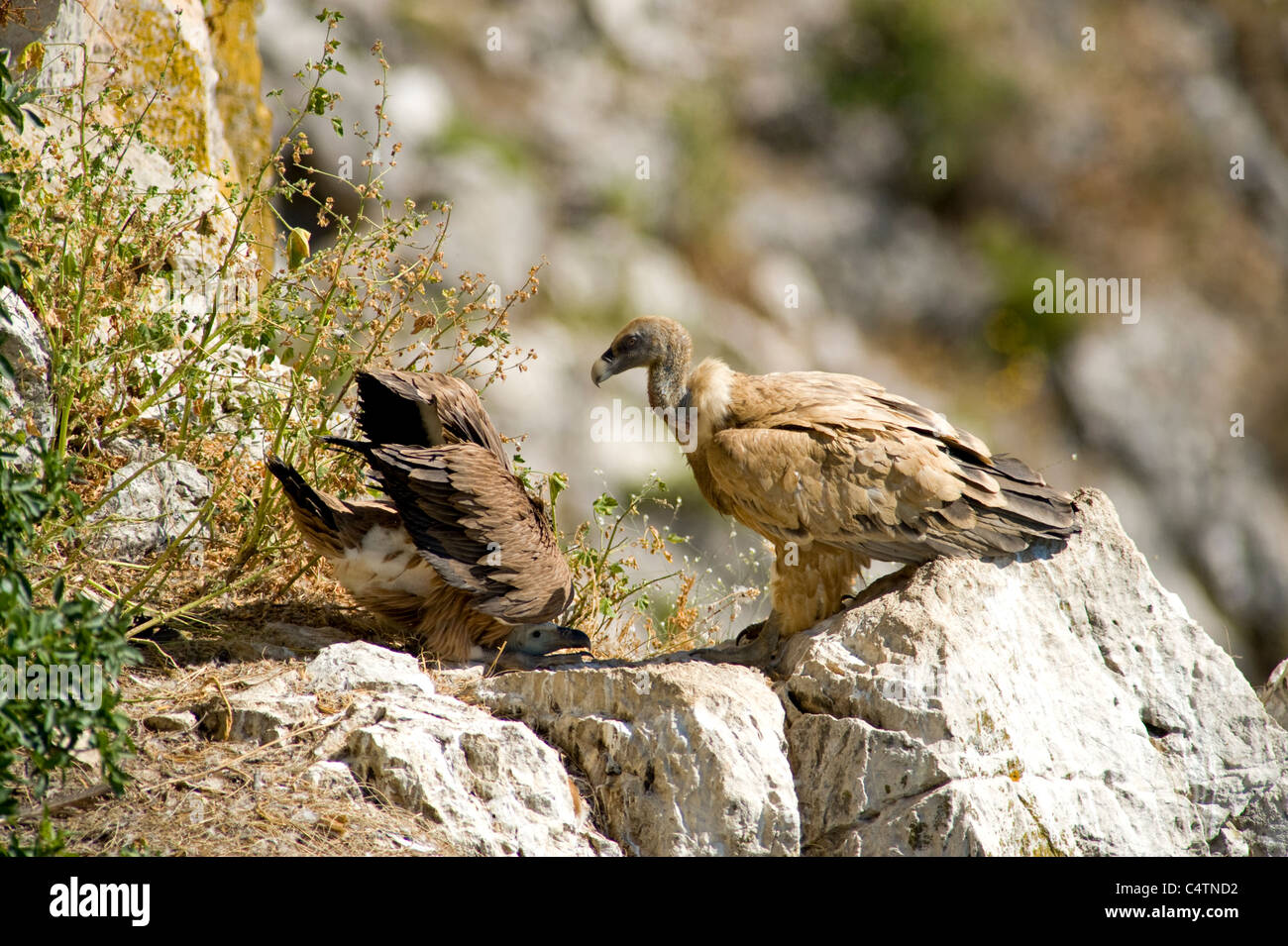 Erwachsene Gänsegeier stehen am Rand des Nest mit aufgeregt Küken mit erhobenen Flügeln um Essen betteln Stockfoto