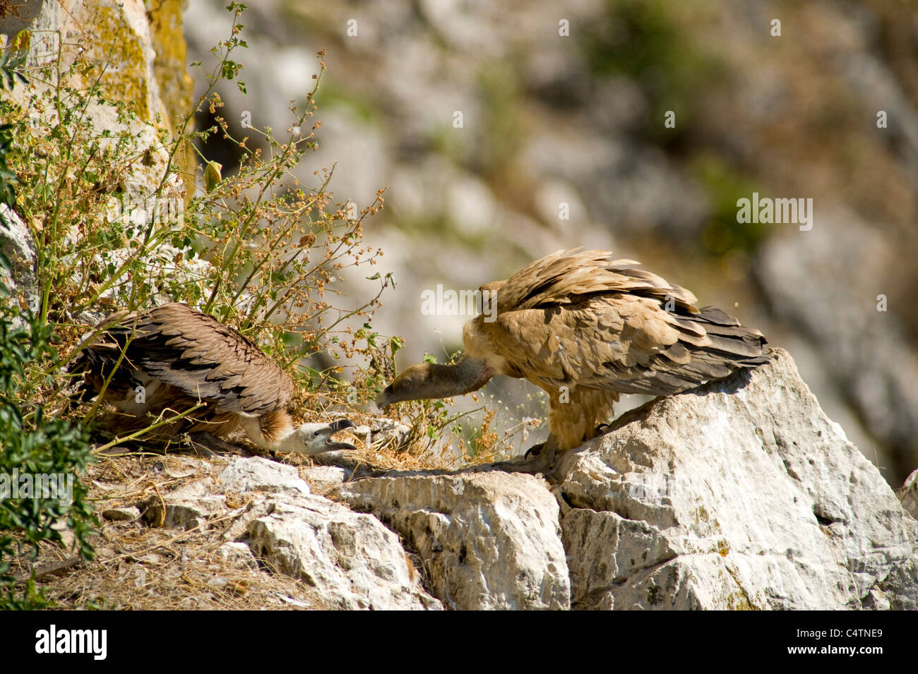 Erwachsene Gänsegeier stehen am Rand des Nestes, die Küken zu füttern Stockfoto