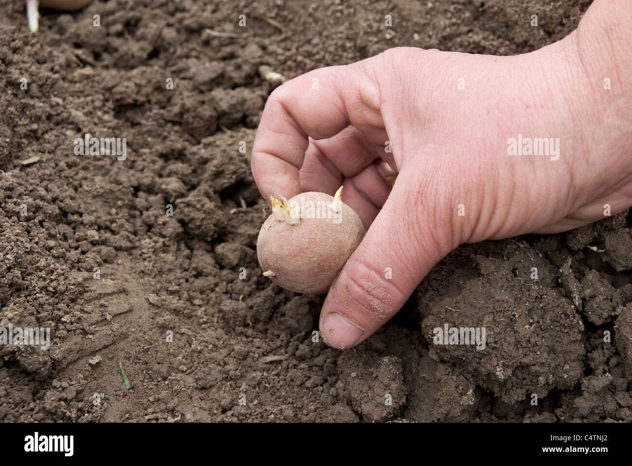 weibische Hand bietet Platz für eine Kartoffel in Erde Stockfoto