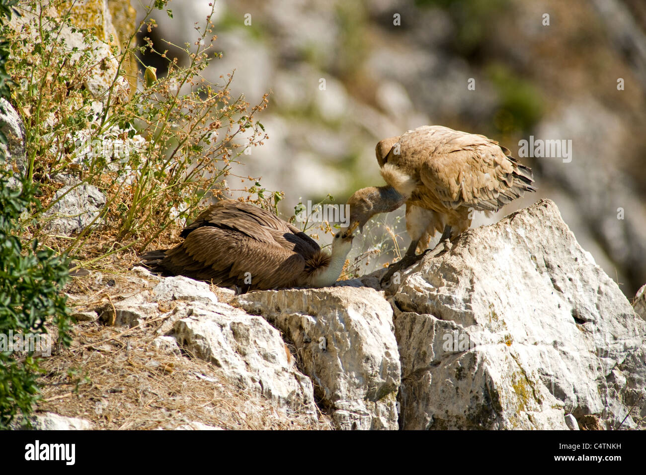 Erwachsene Gänsegeier stehen am Rand des nest Wiederkäuen Essen direkt ins Maul Küken. Stockfoto