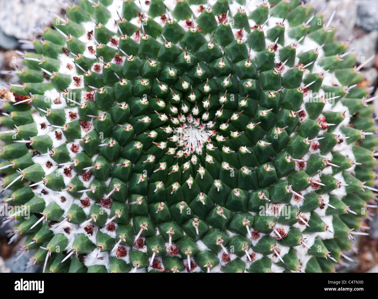 Mammillaria Magnimamma. Mexikanische Nadelkissen Kaktus Stockfoto