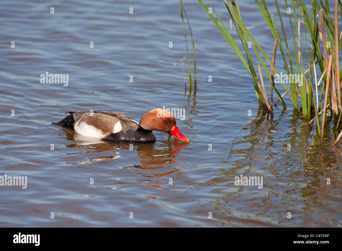 Rot-crested Tafelenten - Netta Rufina-, Naturpark Delta del Llobregat, Barcelona, Spanien Stockfoto