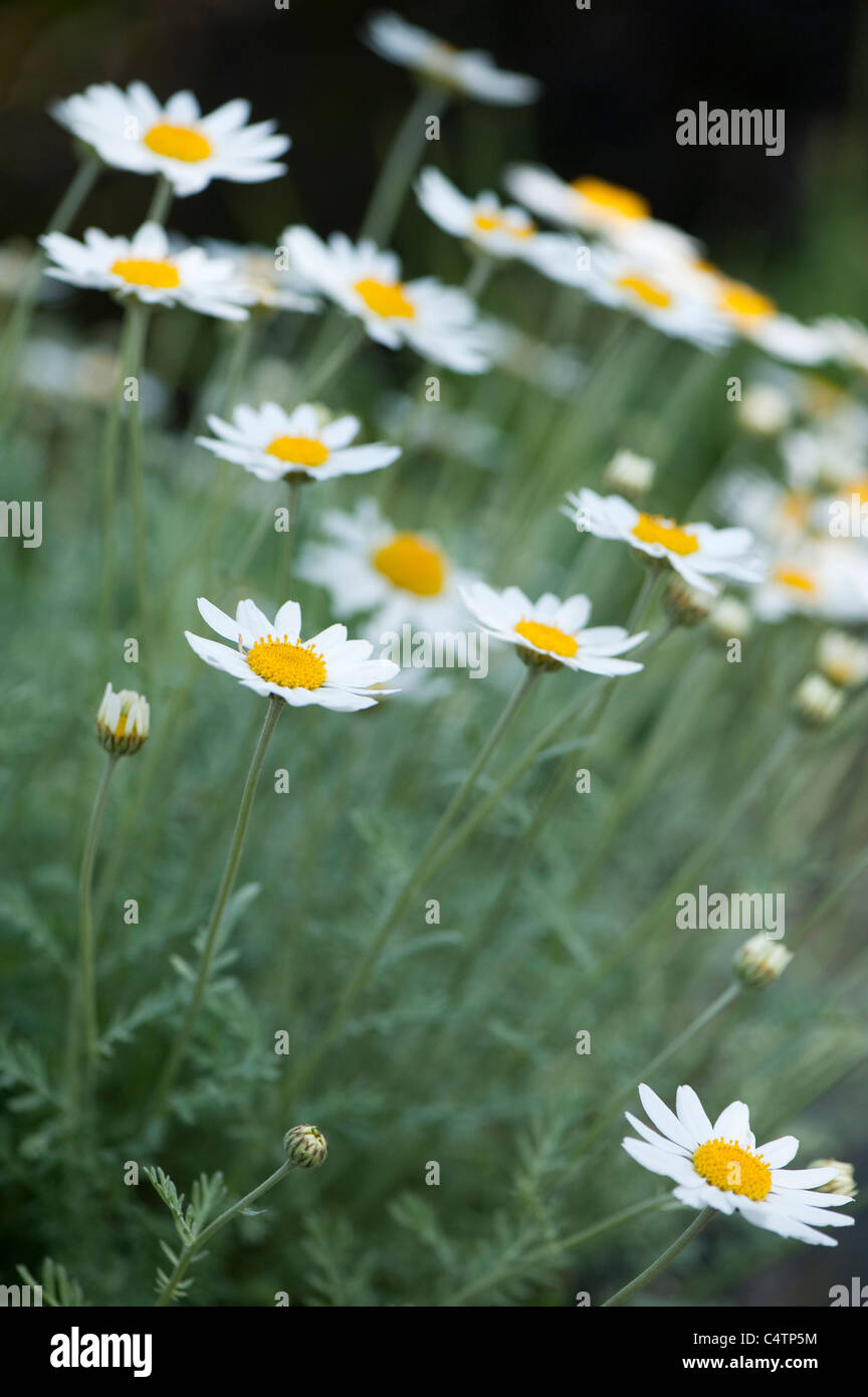 Anthemis Trommler Ssp Cupaniana in Blüte Stockfoto