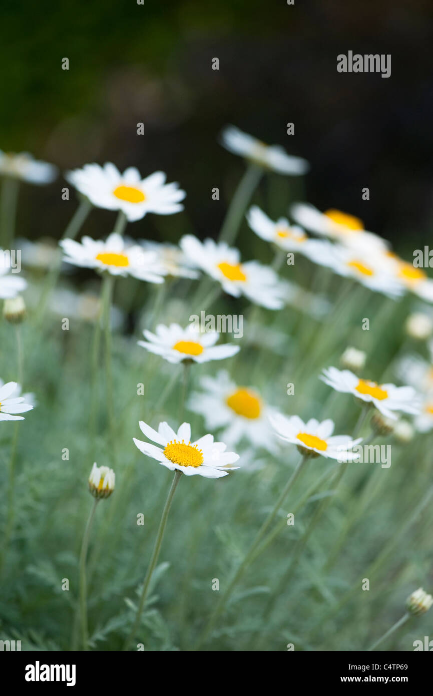 Anthemis Trommler Ssp Cupaniana in Blüte Stockfoto