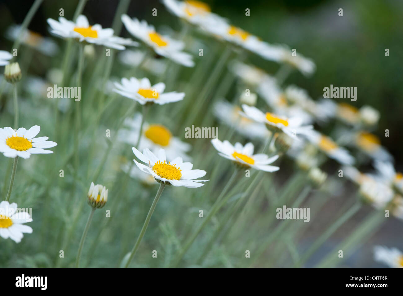 Anthemis Trommler Ssp Cupaniana in Blüte Stockfoto