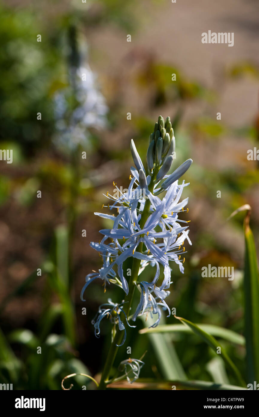 Camassia Cusickii in Blüte Stockfoto