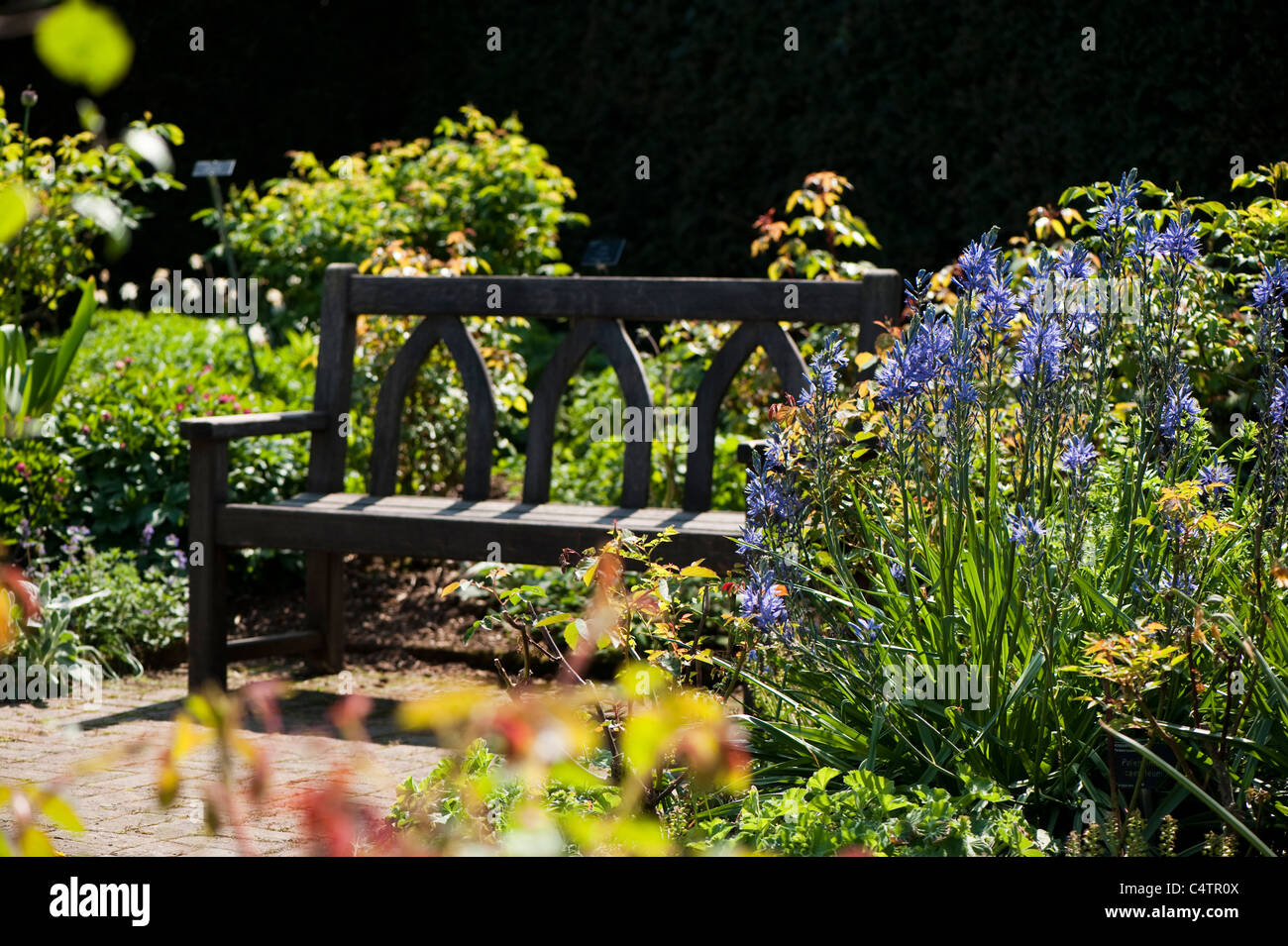 Der Strauch Rosengarten im April, RHS Rosemoor, Devon, England, Vereinigtes Königreich Stockfoto