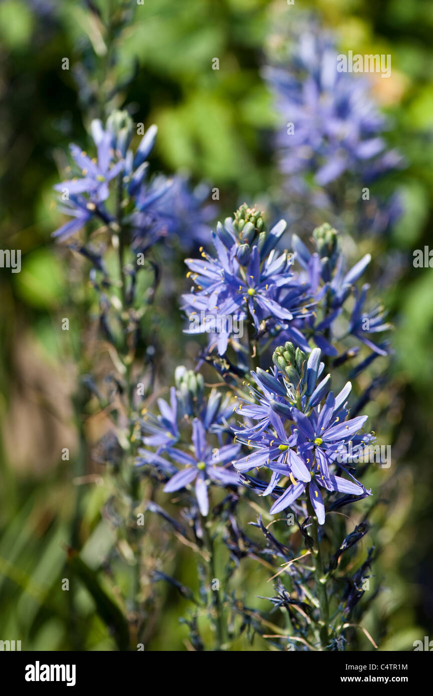Camassia Leichtlinii Subsp Suksdorfii, Caerulea Gruppe in Blüte Stockfoto