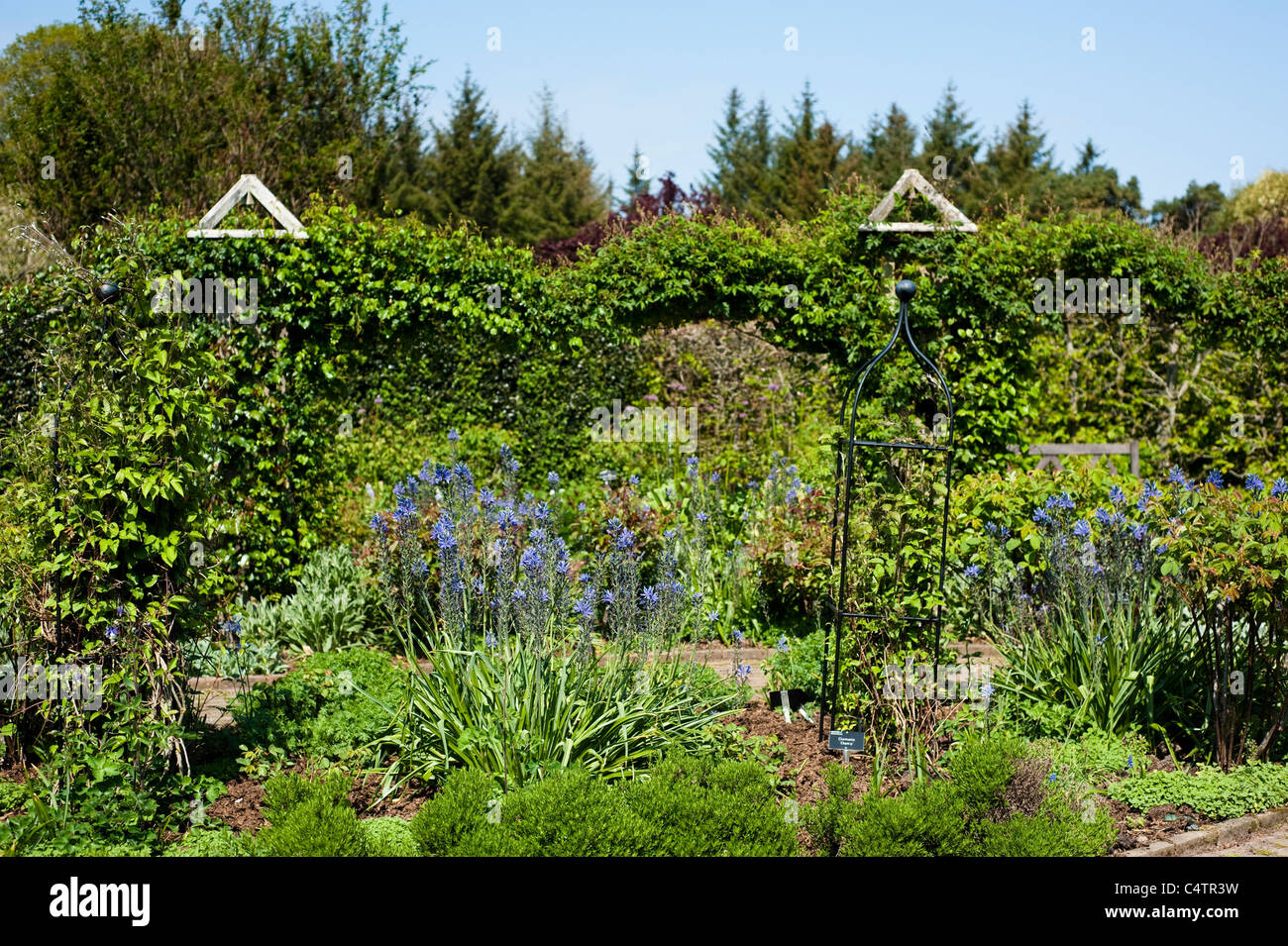 Der Strauch Rosengarten im April, RHS Rosemoor, Devon, England, Vereinigtes Königreich Stockfoto