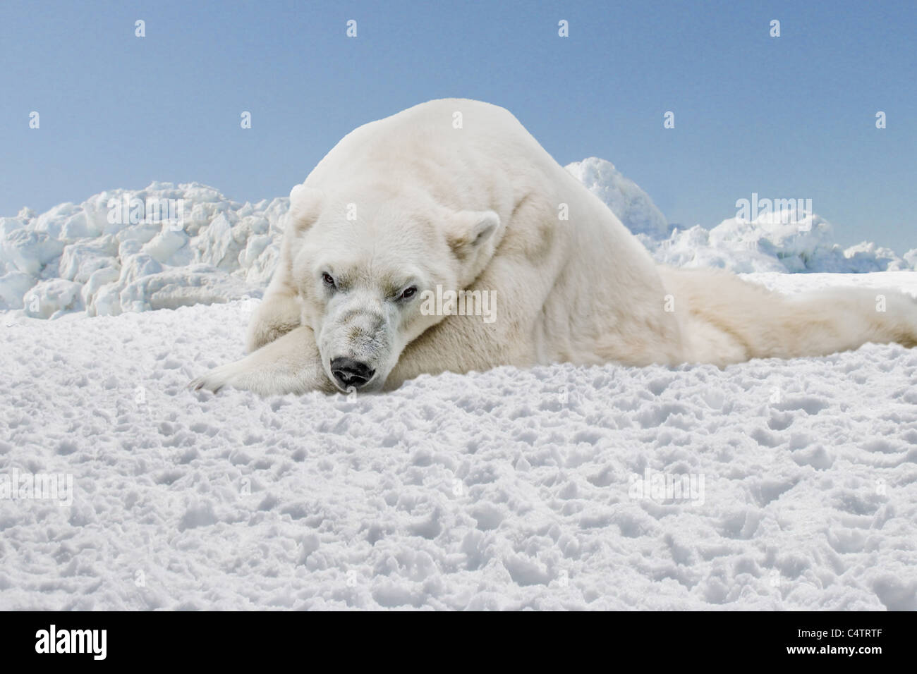 EISBÄR AUF SCHNEE LIEGEN, BLICK IN DIE KAMERA Stockfoto