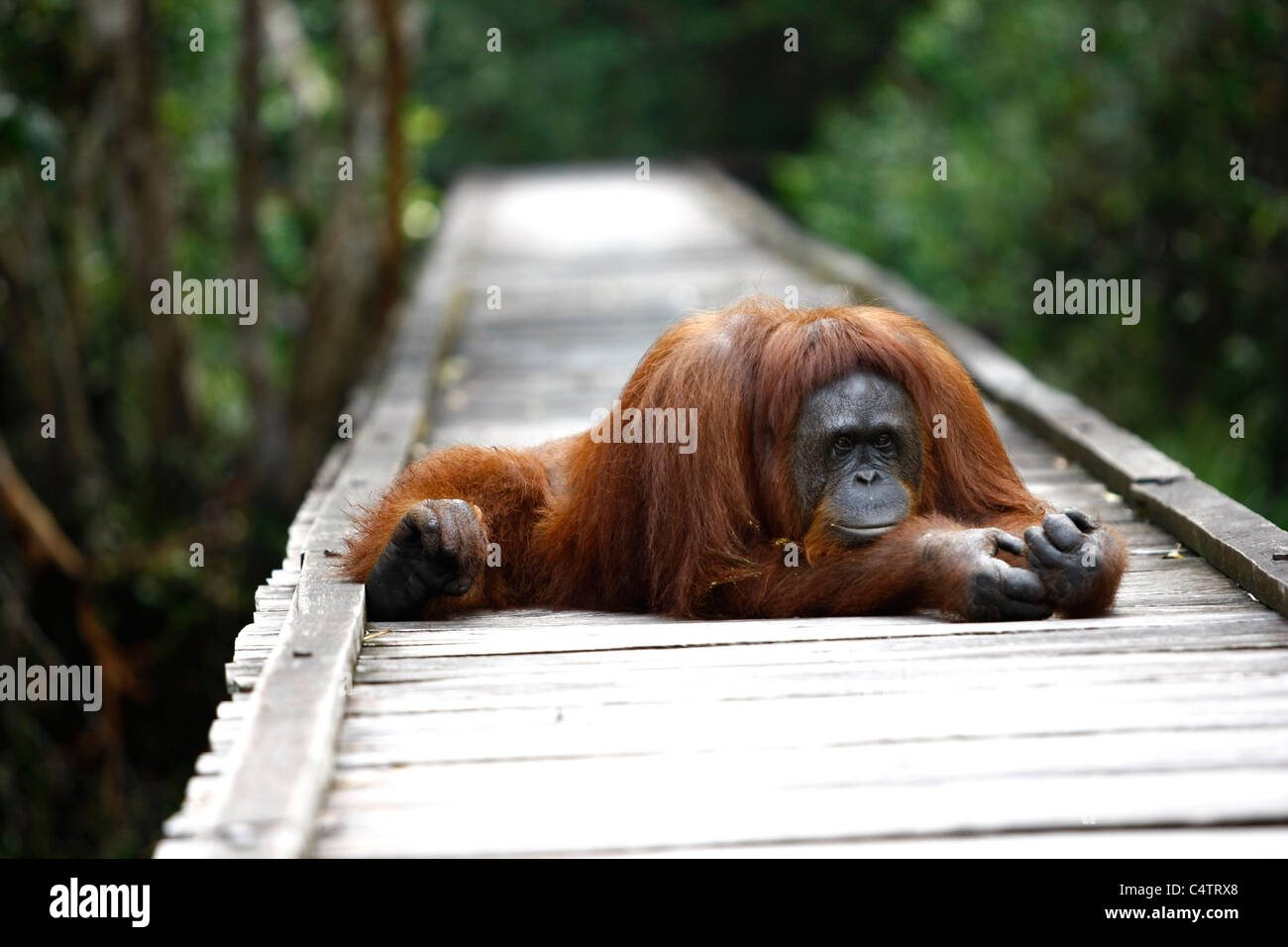 Ein Orang-Utan sitzt an der Pier in Camp Leakey, Tanjung Puting Nationalpark, Kalimantan, Indonesien Stockfoto