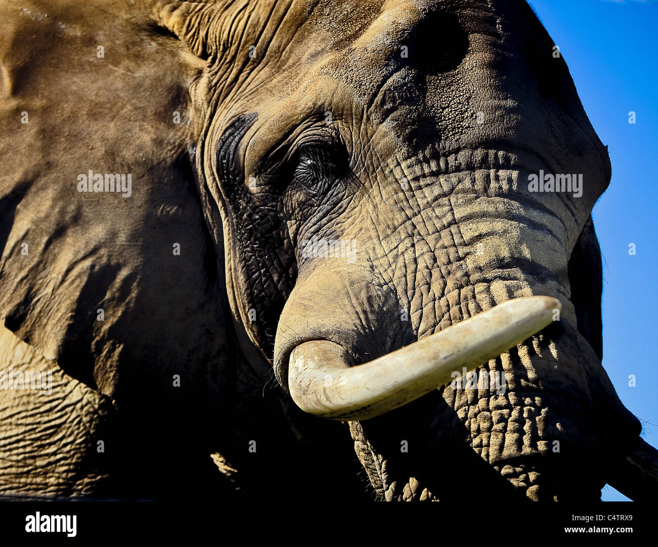 ELEFANT KOPF CLOSEUP MIT GROßEN STOßZÄHNEN Stockfoto