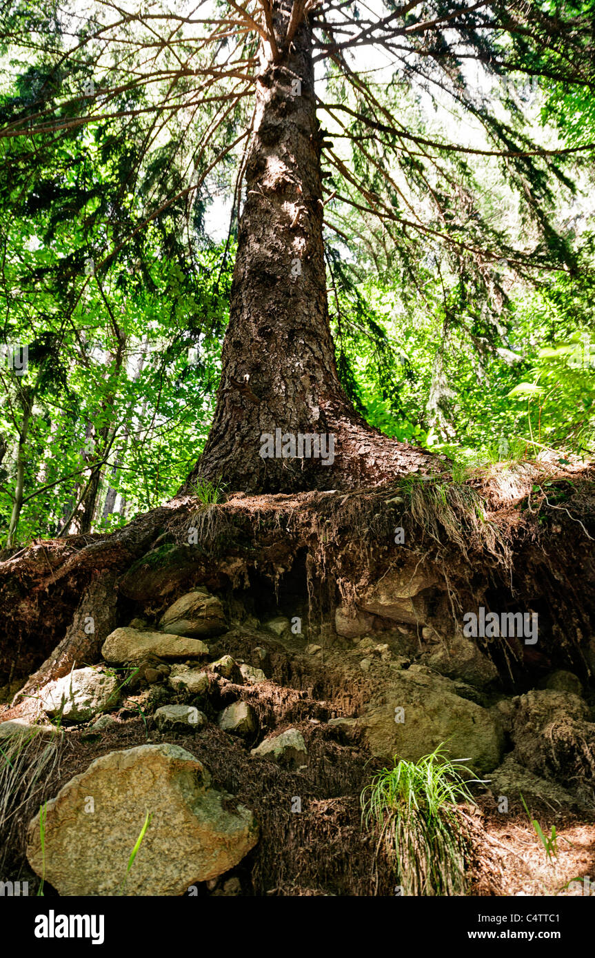 großen Fichte im Wald Stockfoto