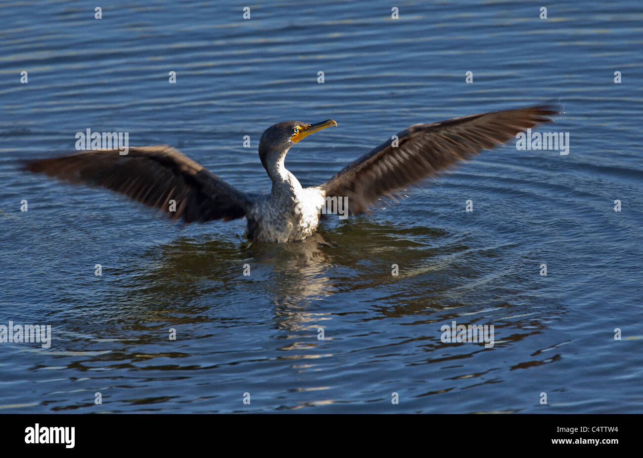 KORMORAN MIT OFFENEN FLÜGELN ABHEBEN AUS WASSER Stockfoto