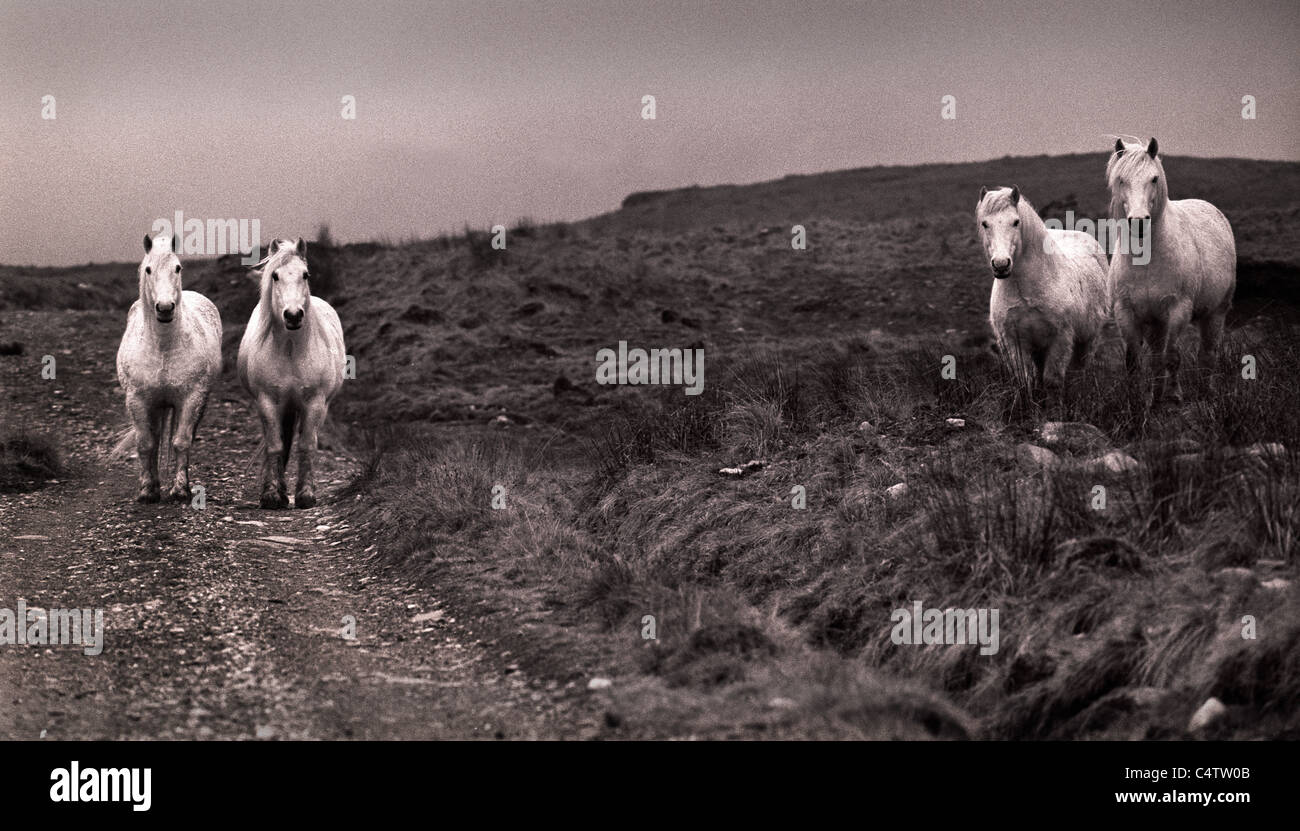 Weiße Pferde in Schottland. Vier weiße Pferde auf einer Strecke in den Highlands von Schottland. Stockfoto