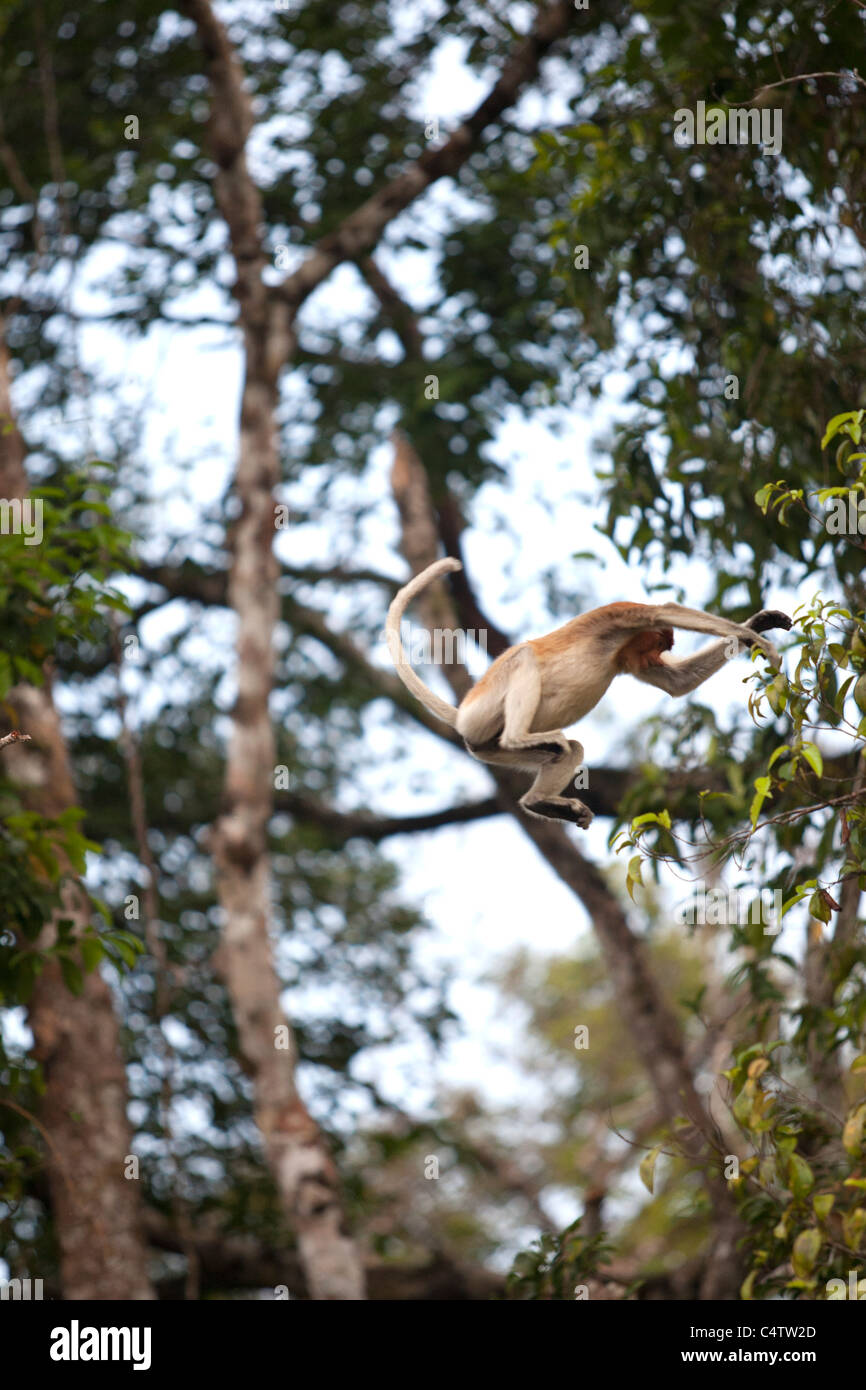 Ein Nasenaffe springt zwischen den Bäumen im Tanjung Puting Nationalpark Central Kalimantan, Indonesien Stockfoto