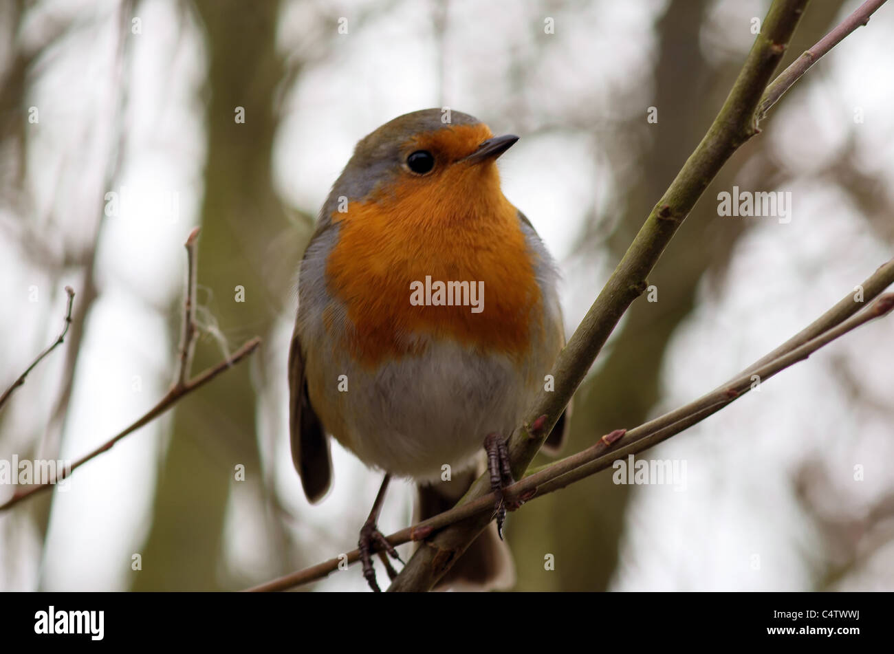 Robin hautnah Stockfoto