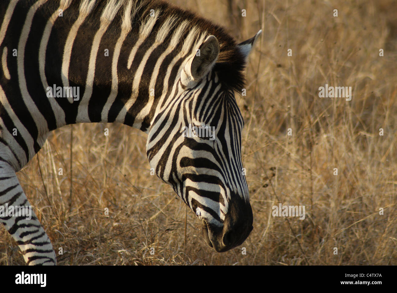 Zebra im Kruger Park, Südafrika Stockfoto