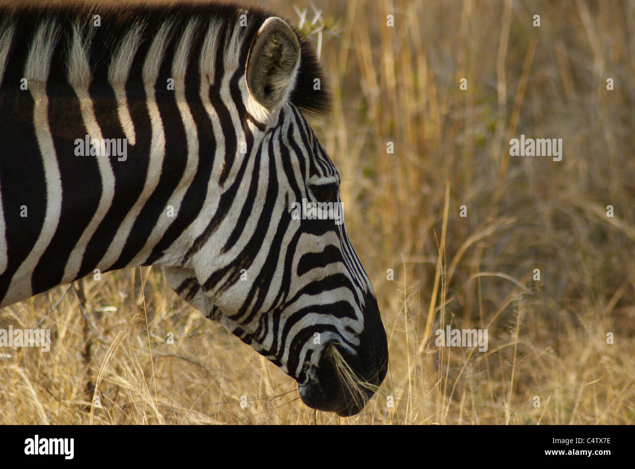Zebra im Kruger Park, Südafrika Stockfoto