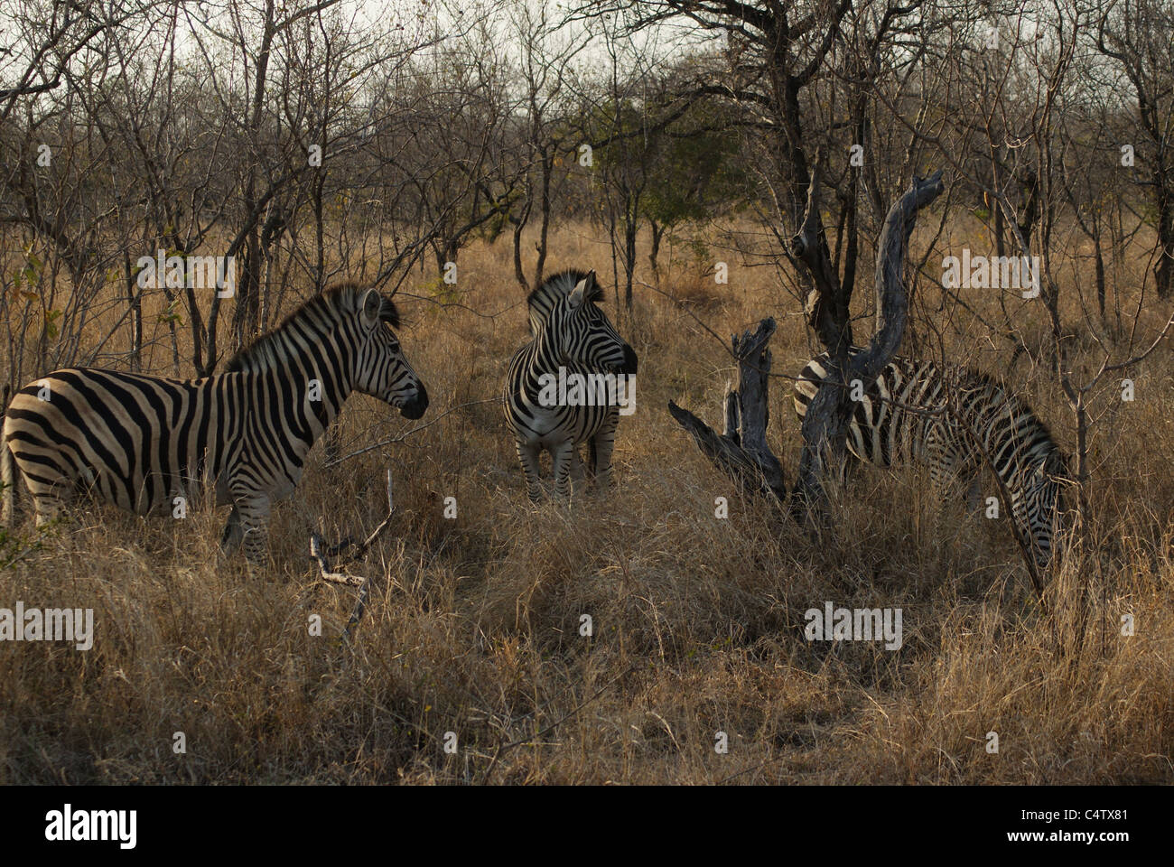 Zebra im Kruger Park, Südafrika Stockfoto