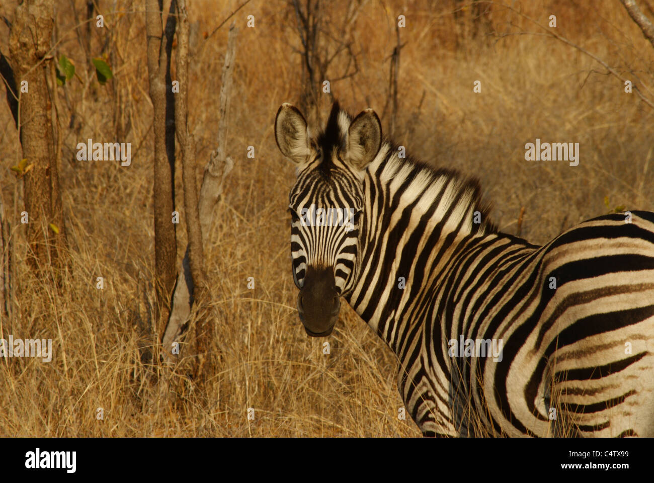 Zebra im Kruger Park, Südafrika Stockfoto