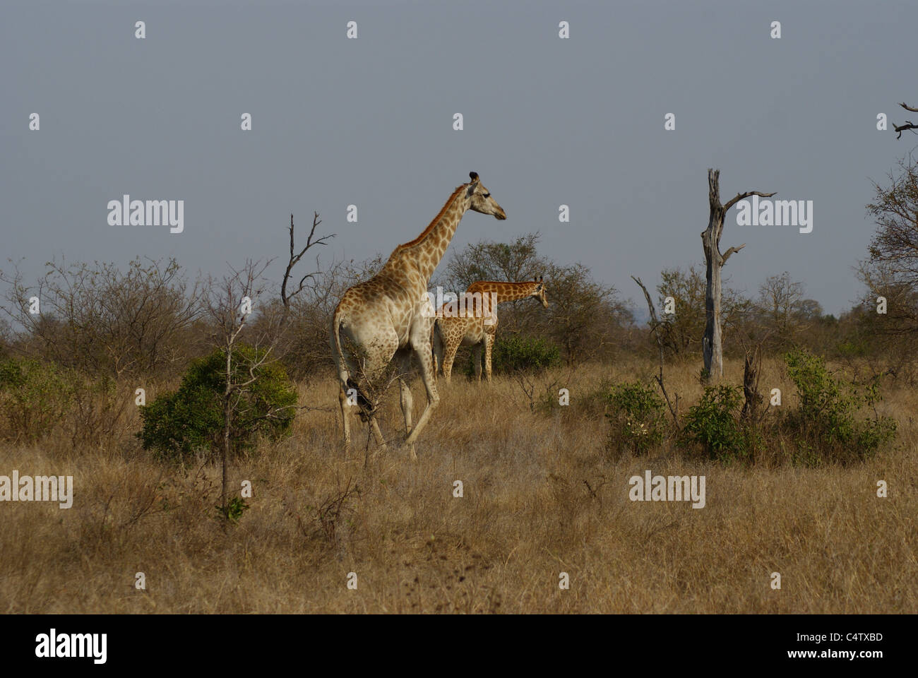 Giraffe im Krüger Nationalpark, Südafrika Stockfoto