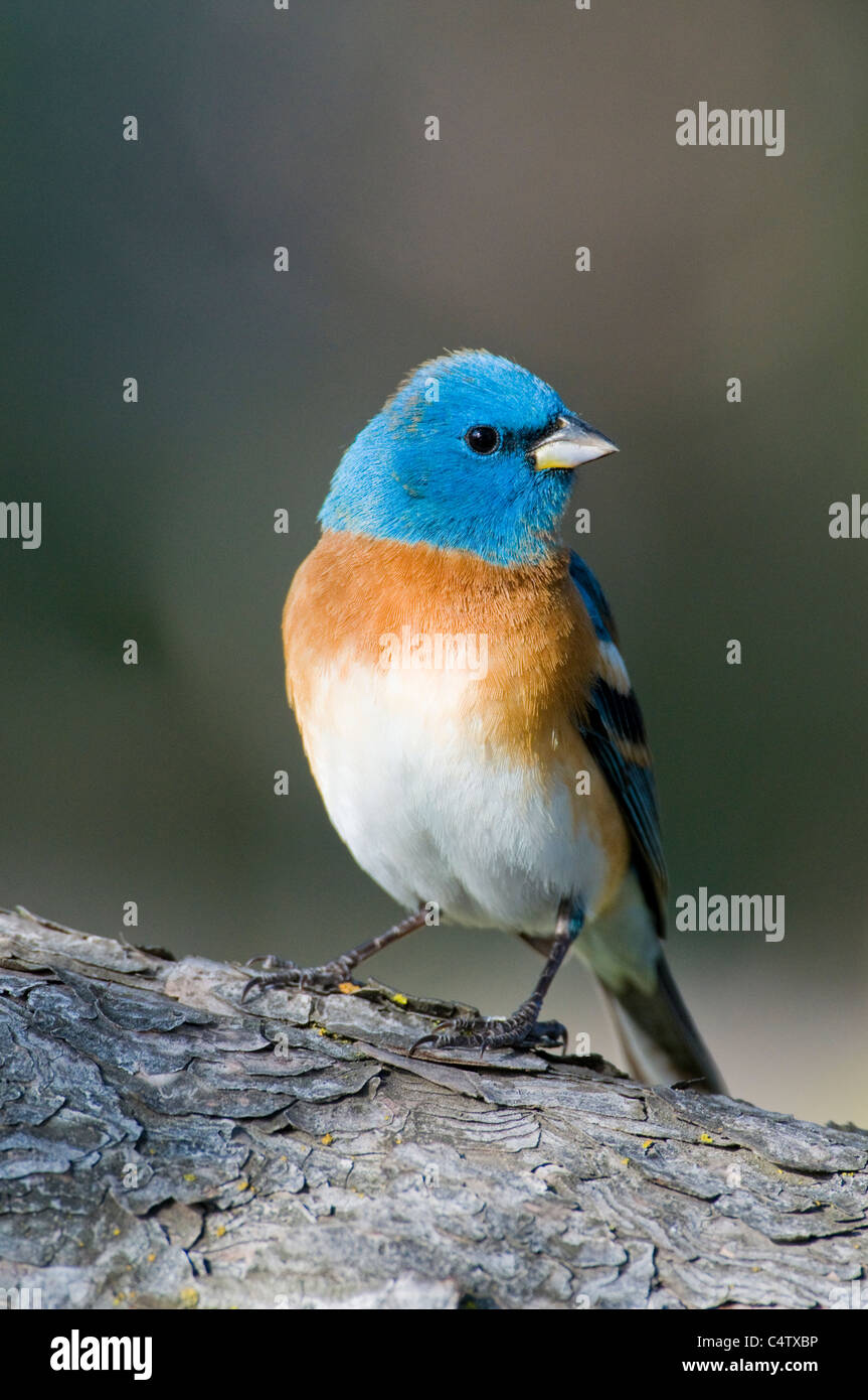 Männliche Lazuli Bunting (Passerina Amoena) im Frühjahr Gefieder Stockfoto