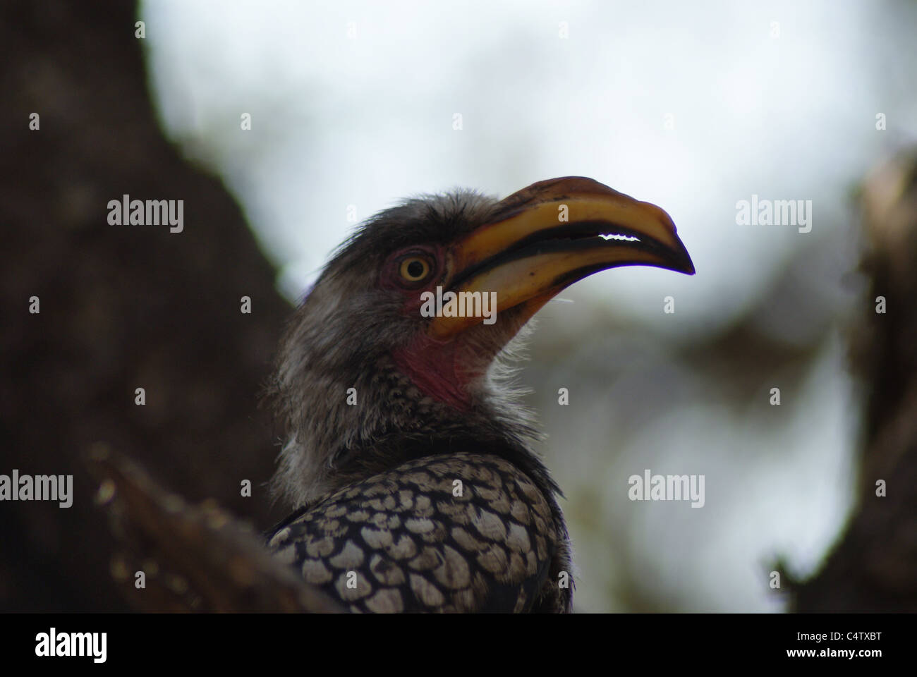 Rot-billed Hornbill Stockfoto