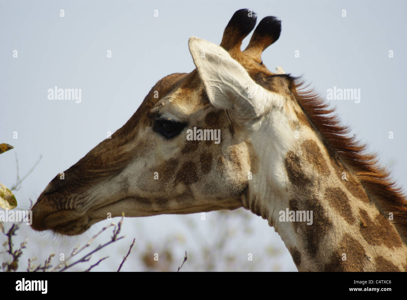 Giraffe im Krüger Nationalpark, Südafrika Stockfoto