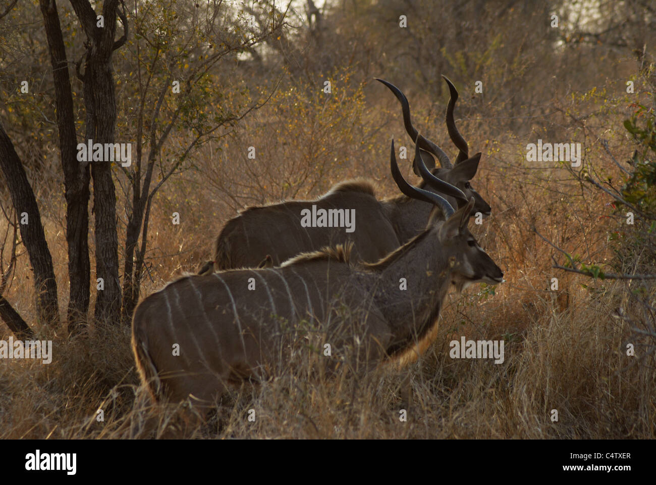Kudu Antilope Stockfoto